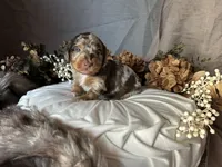 Scooby, a male Miniature Dachshund for sale in Riverview, MI – 1 of 10