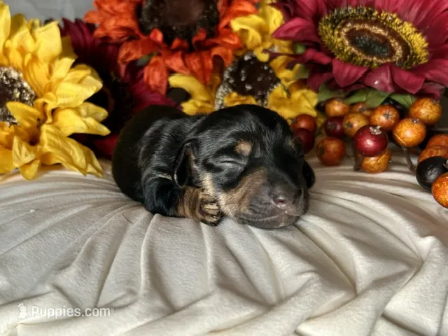 Ash – Miniature Dachshund puppy for sale in Riverview, MI