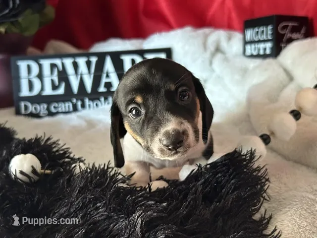 Brock – Miniature Dachshund puppy for sale in Riverview, MI