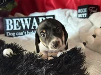 Brock, a male Miniature Dachshund for sale in Riverview, MI – 1 of 10