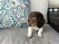 Shaggy, a male Miniature Dachshund for sale in Riverview, MI – 10 of 10