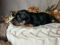 Ash, a male Miniature Dachshund for sale in Riverview, MI – 4 of 10