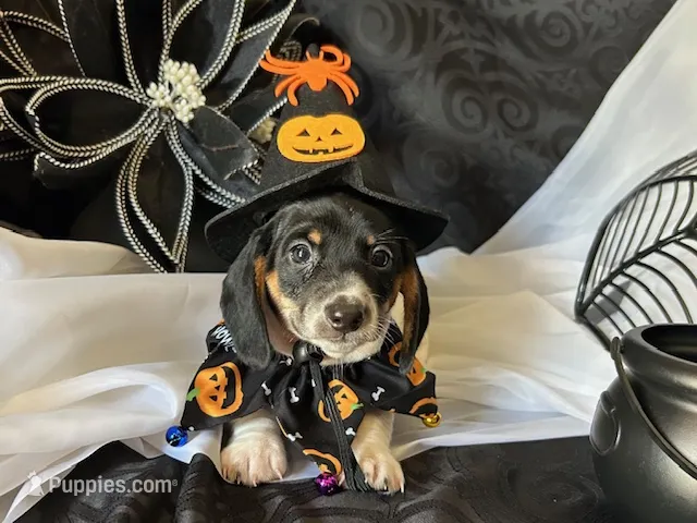 Brock – Miniature Dachshund puppy for sale in Riverview, MI