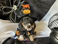 Brock, a male Miniature Dachshund for sale in Riverview, MI – 1 of 10
