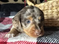 Scooby, a male Miniature Dachshund for sale in Riverview, MI – 1 of 10
