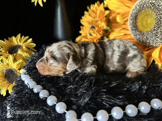 Scooby – Miniature Dachshund puppy for sale in Riverview, MI
