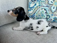 Daphne , a female Miniature Dachshund for sale in Riverview, MI – 8 of 10