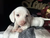 Casper, a male Miniature Dachshund for sale in Riverview, MI – 3 of 10