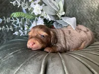 Misty, a female Miniature Dachshund for sale in Riverview, MI – 10 of 10