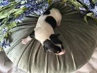 Fred, a male Miniature Dachshund for sale in Riverview, MI – 2 of 10