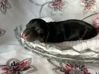 Ash, a male Miniature Dachshund for sale in Riverview, MI – 2 of 7