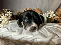 Brock, a male Miniature Dachshund for sale in Riverview, MI – 5 of 10