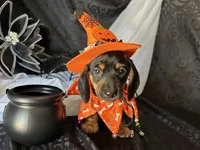 Ash, a male Miniature Dachshund for sale in Riverview, MI – 7 of 10