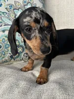 Beatrix , a female Miniature Dachshund for sale in Riverview, MI – 2 of 7