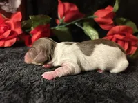 Shaggy, a male Miniature Dachshund for sale in Riverview, MI – 7 of 10