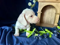 Casper, a male Miniature Dachshund for sale in Riverview, MI – 4 of 10