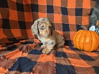 Misty, a female Miniature Dachshund for sale in Riverview, MI – 2 of 10