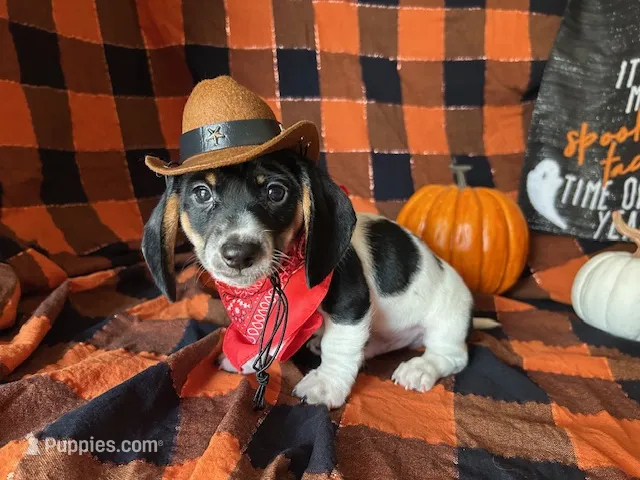 Brock – Miniature Dachshund puppy for sale in Riverview, MI