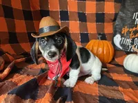 Brock, a male Miniature Dachshund for sale in Riverview, MI – 1 of 10