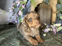 Misty, a female Miniature Dachshund for sale in Riverview, MI – 6 of 10