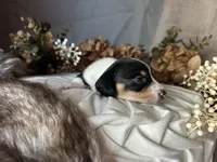 Fred, a male Miniature Dachshund for sale in Riverview, MI – 7 of 10