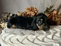 Ash, a male Miniature Dachshund for sale in Riverview, MI – 5 of 10