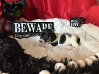 Brock, a male Miniature Dachshund for sale in Riverview, MI – 6 of 10