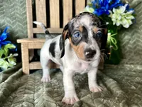 Daphne, a female Miniature Dachshund for sale in Riverview, MI – 3 of 10