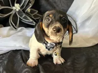 Brock, a male Miniature Dachshund for sale in Riverview, MI – 8 of 10