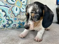 Daphne , a female Miniature Dachshund for sale in Riverview, MI – 3 of 10