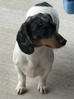 Daphne (On hold), a female Miniature Dachshund for sale in Riverview, MI – 10 of 10