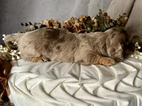 Misty, a female Miniature Dachshund for sale in Riverview, MI – 6 of 10