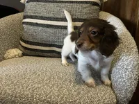 Shaggy, a male Miniature Dachshund for sale in Riverview, MI – 5 of 10