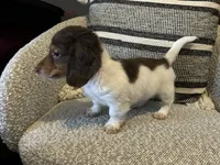 Shaggy, a male Miniature Dachshund for sale in Riverview, MI – 3 of 10