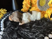 Shaggy, a male Miniature Dachshund for sale in Riverview, MI – 2 of 10