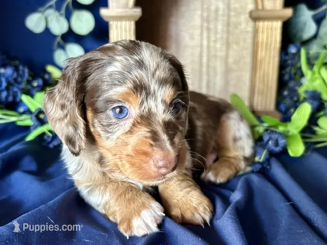 Scooby – Miniature Dachshund puppy for sale in Riverview, MI