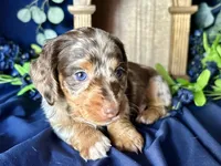 Scooby, a male Miniature Dachshund for sale in Riverview, MI – 1 of 10