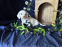 Casper, a male Miniature Dachshund for sale in Riverview, MI – 6 of 10