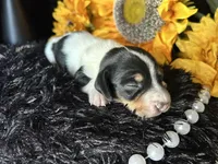 Fred, a male Miniature Dachshund for sale in Riverview, MI – 9 of 10