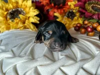 Ash, a male Miniature Dachshund for sale in Riverview, MI – 5 of 10
