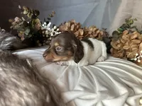 Shaggy, a male Miniature Dachshund for sale in Riverview, MI – 1 of 10