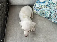 Casper, a male Miniature Dachshund for sale in Riverview, MI – 9 of 10