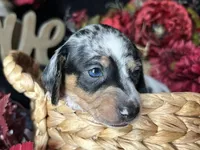 Daphne (On Hold for Abby), a female Miniature Dachshund for sale in Riverview, MI – 1 of 10