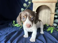 Velma , a female Miniature Dachshund for sale in Riverview, MI – 4 of 10