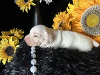 Casper, a male Miniature Dachshund for sale in Riverview, MI – 6 of 10