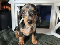 Beatrix, a female Miniature Dachshund for sale in Riverview, MI – 4 of 10