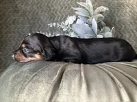 Ash, a male Miniature Dachshund for sale in Riverview, MI – 2 of 10