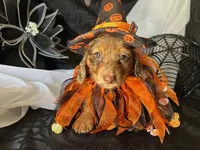 Misty, a female Miniature Dachshund for sale in Riverview, MI – 7 of 10
