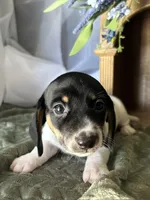 Brock, a male Miniature Dachshund for sale in Riverview, MI – 7 of 10