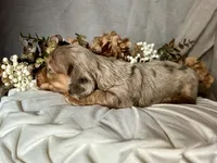 Misty, a female Miniature Dachshund for sale in Riverview, MI – 7 of 10